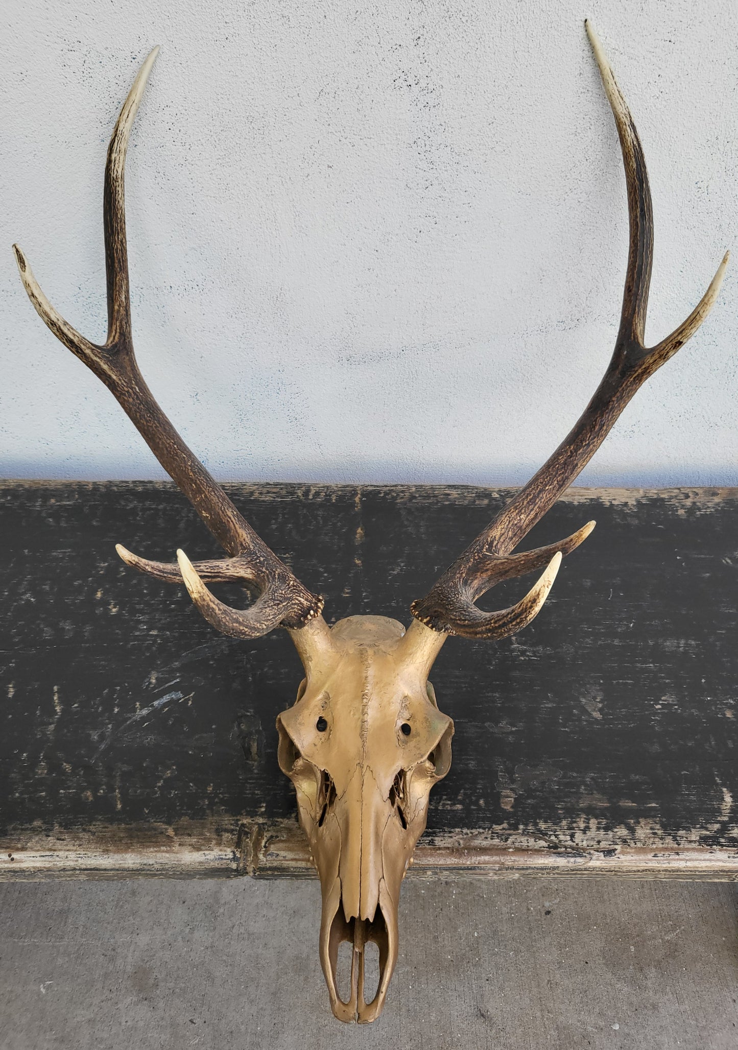 Gold Painted Deer Skull with Antlers