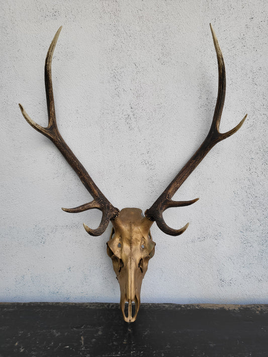 gold painted deer skull with dark natural antlers