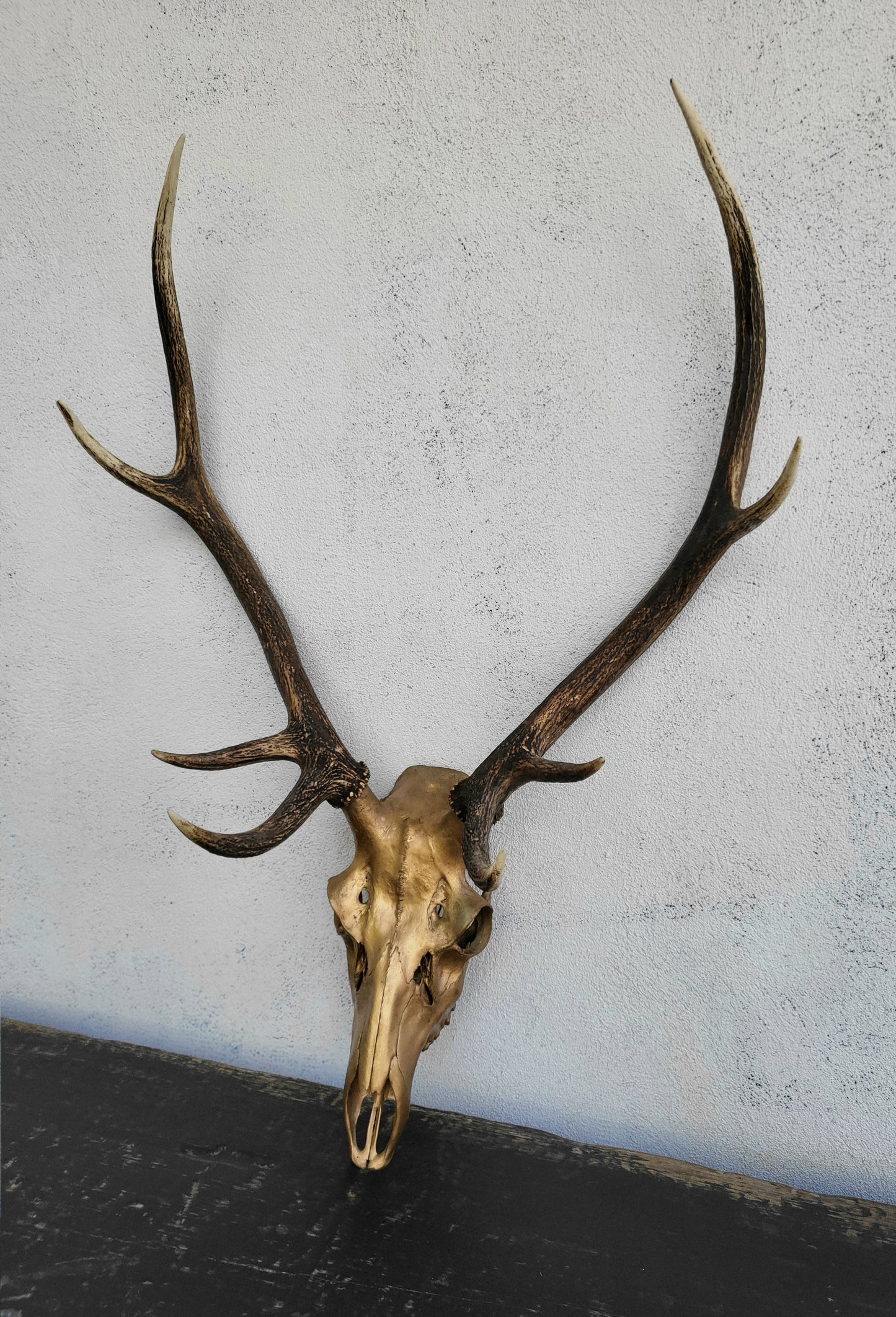 Gold Painted Deer Skull with Antlers