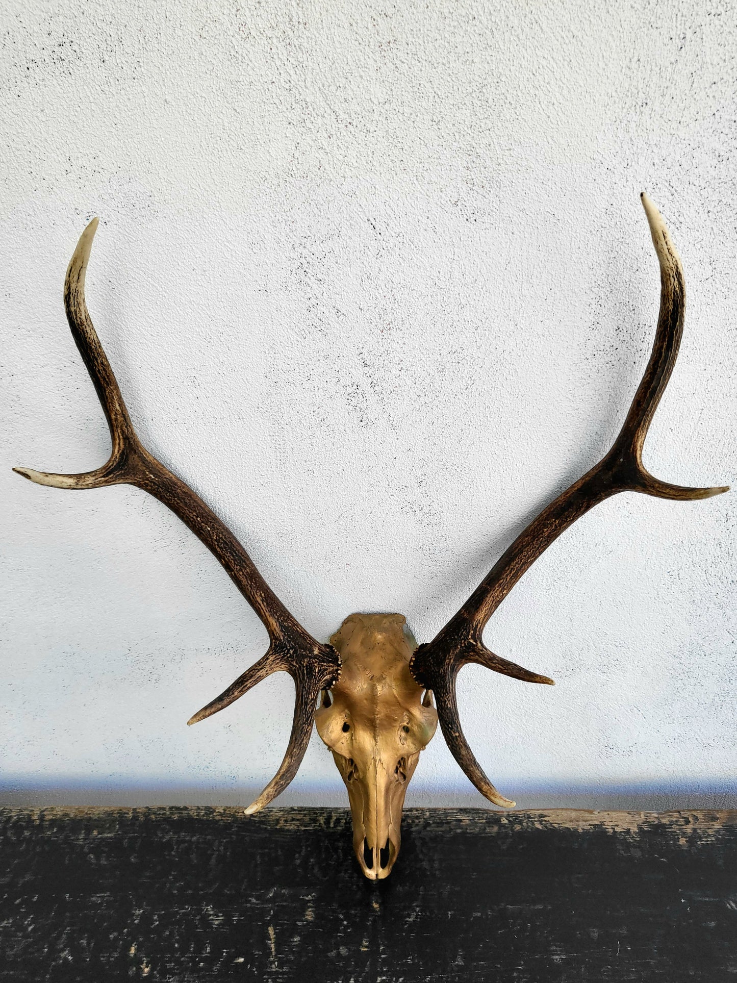 Gold Painted Deer Skull with Antlers