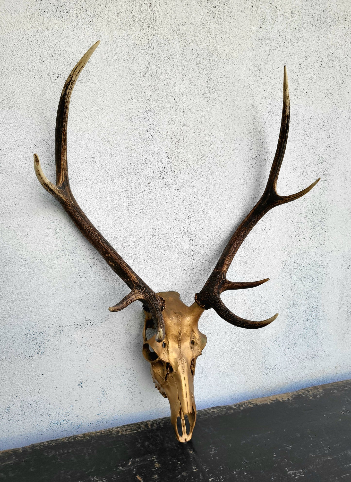 Gold Painted Deer Skull with Antlers