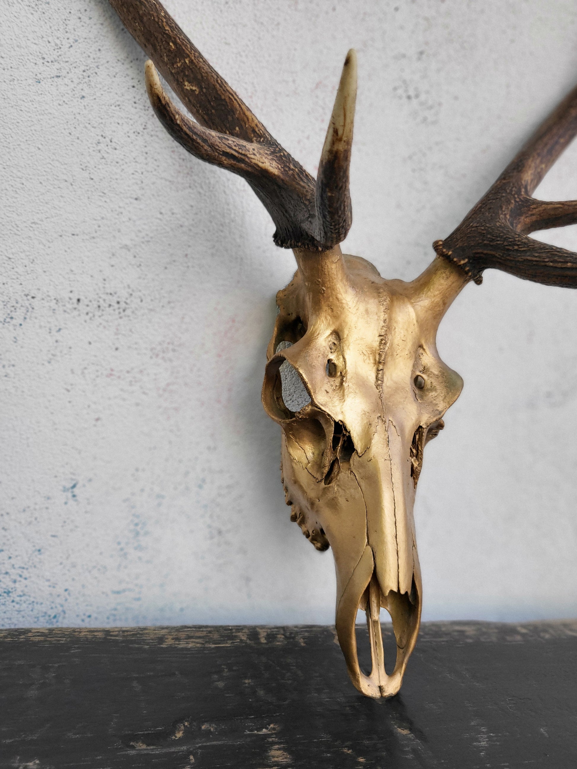 close up of deer skull