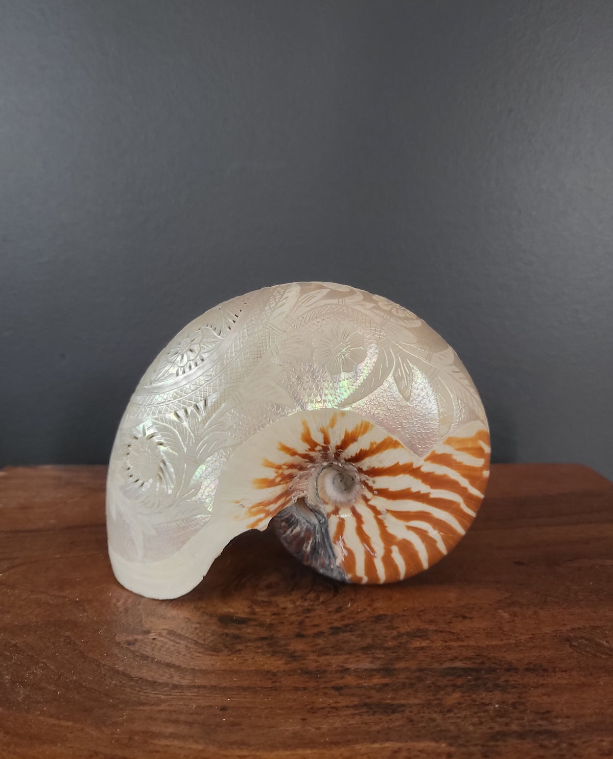 Antique Engraved Nautilus Shell - Attributed to the Communards