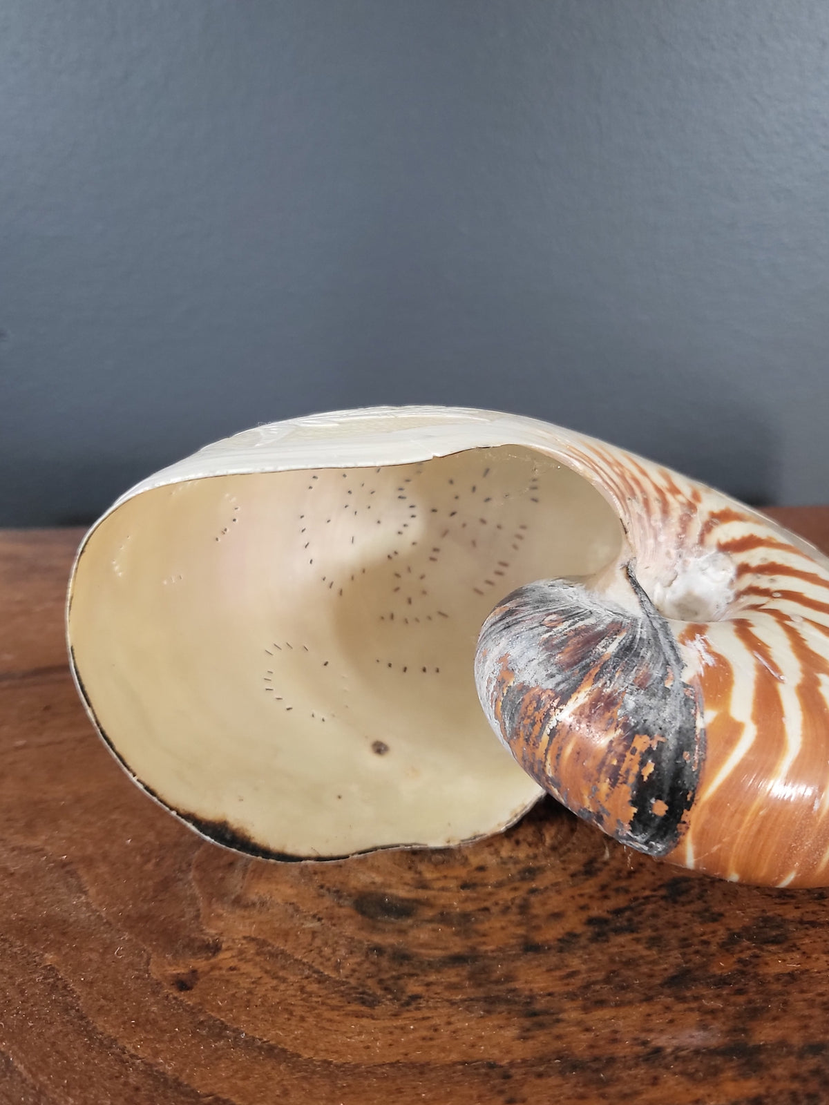 Antique Engraved Nautilus Shell - Attributed to the Communards